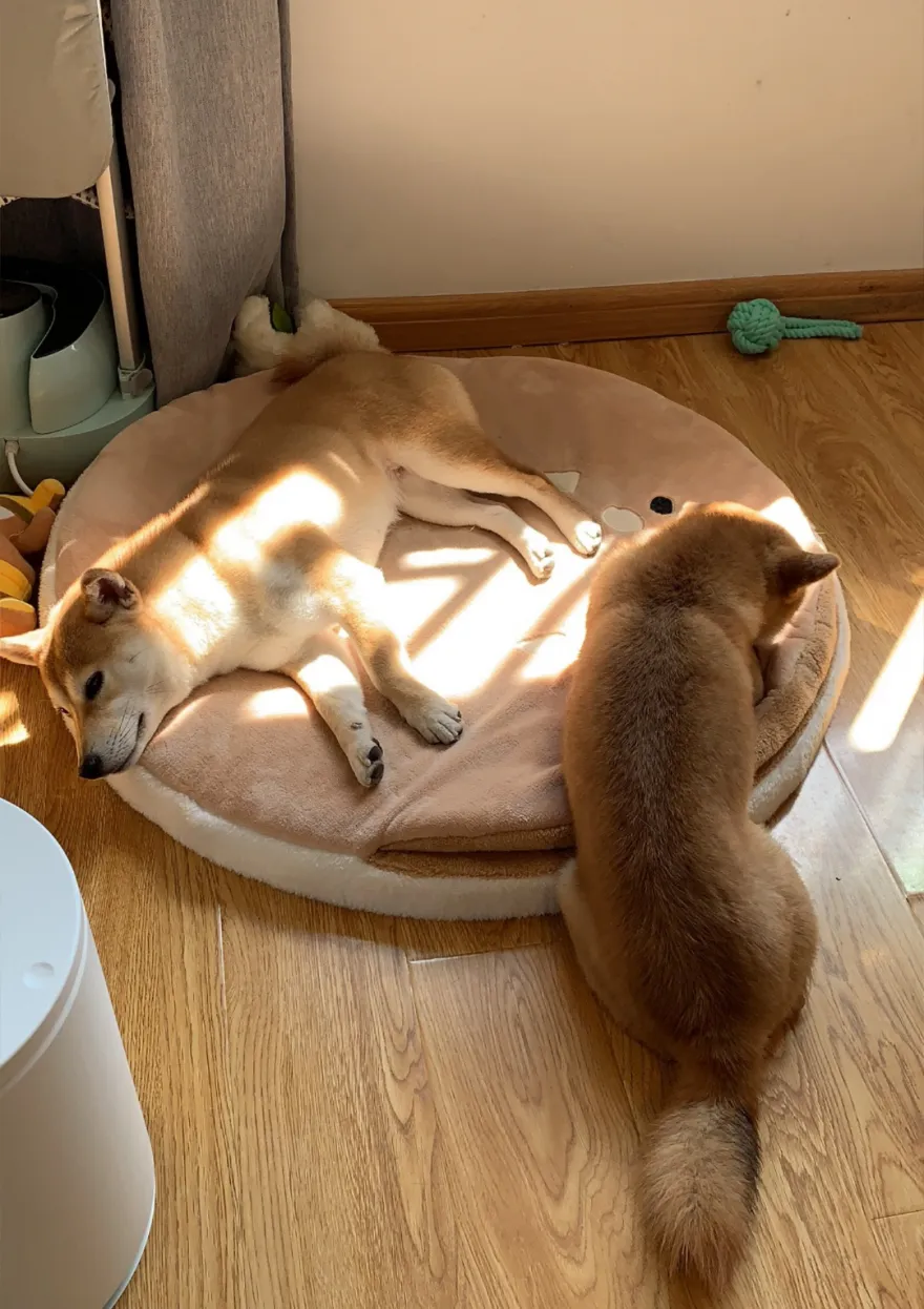 无事小神仙.jpg 图片